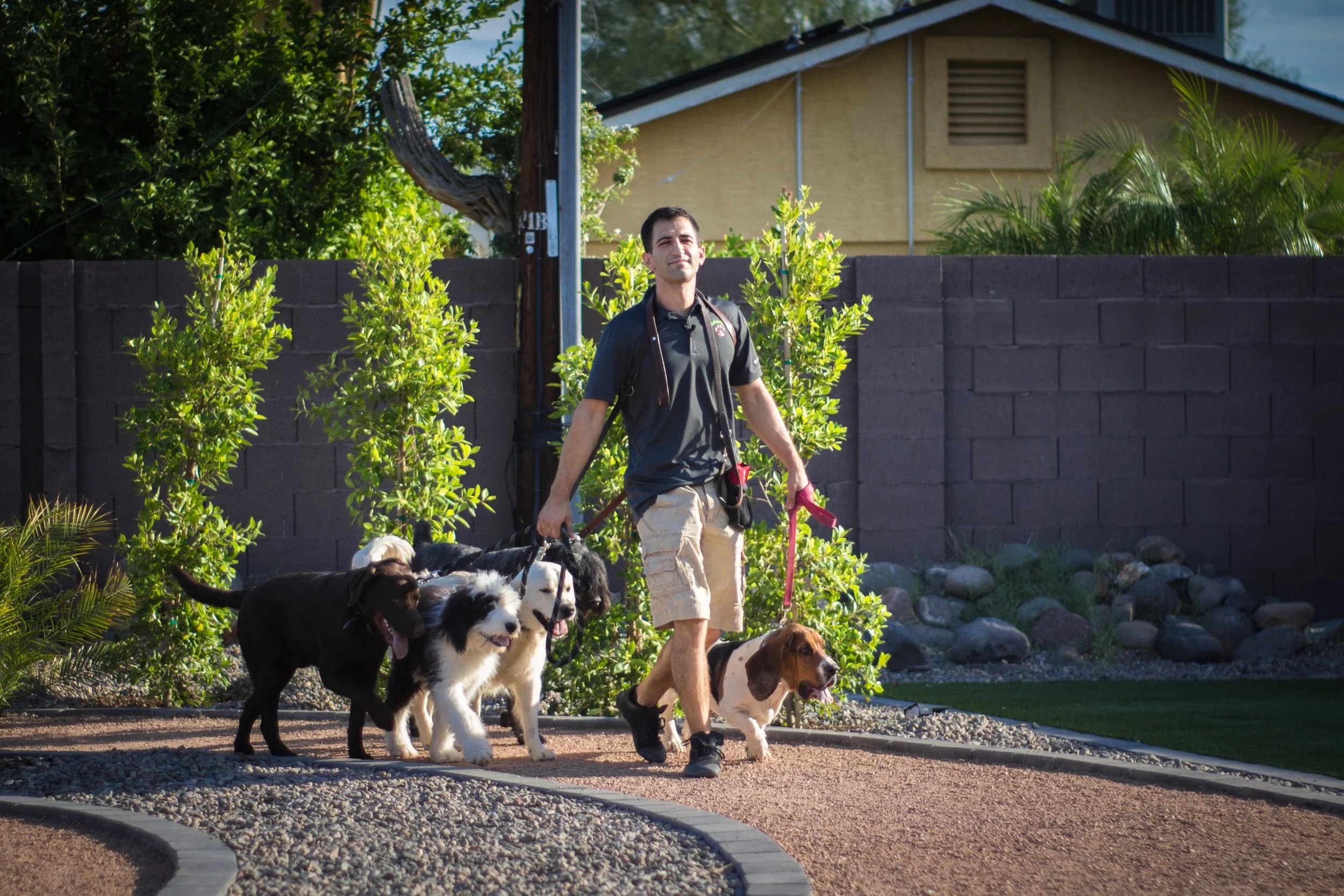 Yoni Kachlon walking a pack of dogs in Phoenix